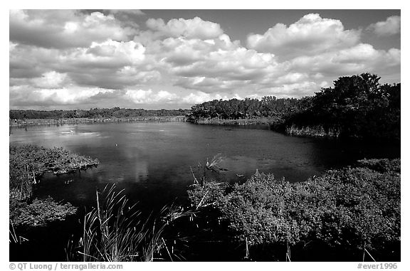 Eco pond, morning. Everglades National Park (black and white)