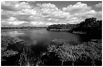 Eco pond, morning. Everglades National Park, Florida, USA. (black and white)