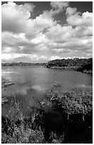 Eco pond. Everglades National Park ( black and white)