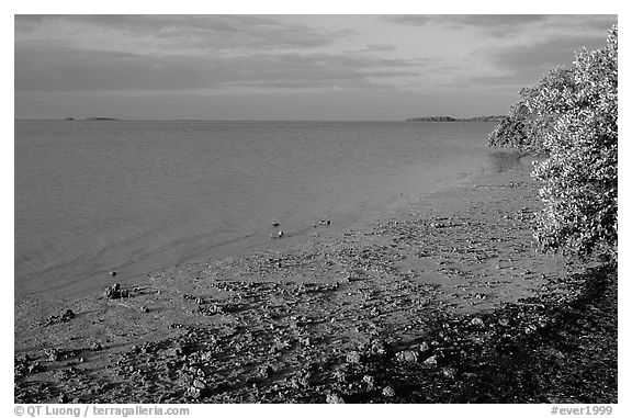 Shore of Florida bay at low tide, morning. Everglades National Park, Florida, USA.