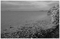 Shore of Florida bay at low tide, morning. Everglades National Park, Florida, USA. (black and white)