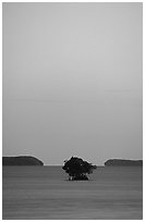 Mangroves trees and low islands in Florida Bay, dusk. Everglades National Park ( black and white)