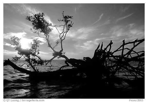 Fallen mangrove tree in Florida Bay, sunrise. Everglades National Park (black and white)