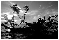 Fallen mangrove tree in Florida Bay, sunrise. Everglades National Park, Florida, USA. (black and white)
