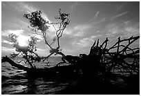 Fallen mangrove tree in Florida Bay, sunrise. Everglades National Park ( black and white)