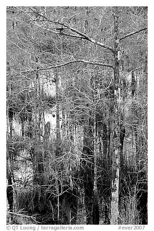 Cypress and swamp at Pa-hay-okee. Everglades National Park, Florida, USA.