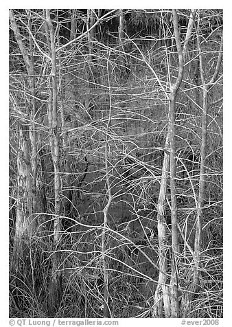 Pond Cypress (Taxodium ascendens). Everglades National Park (black and white)