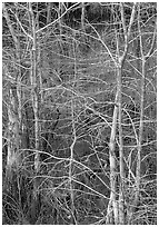 Pond Cypress (Taxodium ascendens). Everglades National Park, Florida, USA. (black and white)