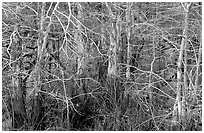 Bare cypress in marsh at Pa-hay-okee. Everglades National Park, Florida, USA. (black and white)