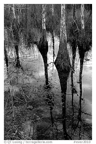 Pond Cypress reflections near Pa-hay-okee. Everglades National Park (black and white)