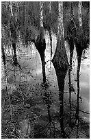Pond Cypress reflections near Pa-hay-okee. Everglades National Park, Florida, USA. (black and white)
