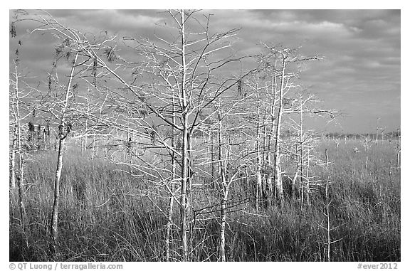 Cypress and sawgrass near Pa-hay-okee, morning. Everglades National Park, Florida, USA.