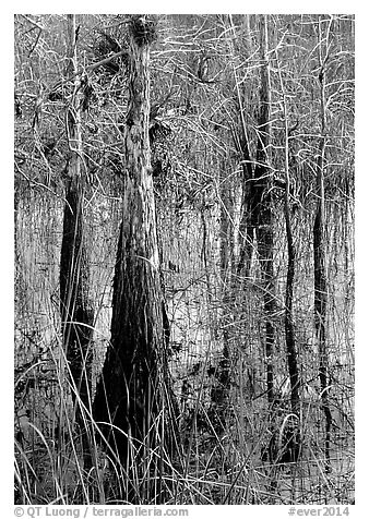 Cypress (Taxodium ascendens) and sawgrass (Cladium jamaicense), morning. Everglades National Park, Florida, USA.