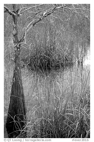 Swamp with cypress and sawgrass  near Pa-hay-okee, morning. Everglades National Park (black and white)