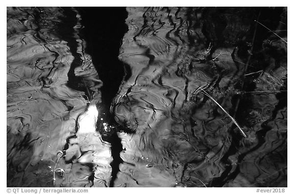 Reflection in black water of a cypress dome. Everglades National Park (black and white)