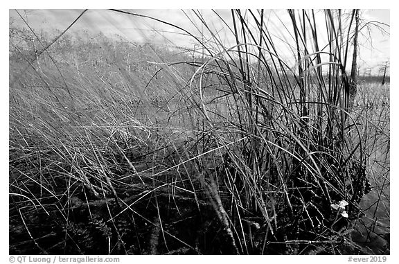 Yellow carnivorous flower and cypress. Everglades National Park (black and white)