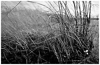 Yellow carnivorous flower and cypress. Everglades National Park ( black and white)