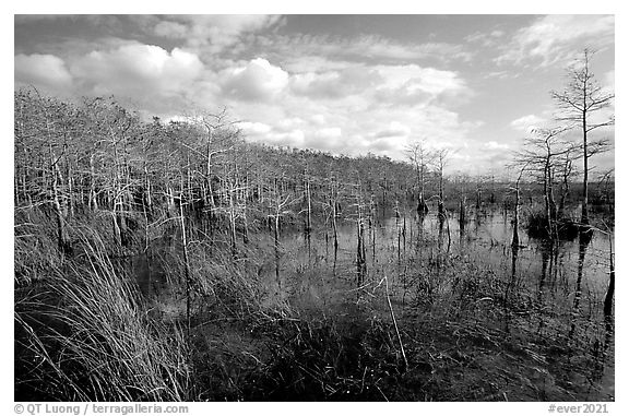 Cypress dome. Everglades National Park (black and white)