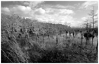 Cypress dome. Everglades National Park, Florida, USA. (black and white)