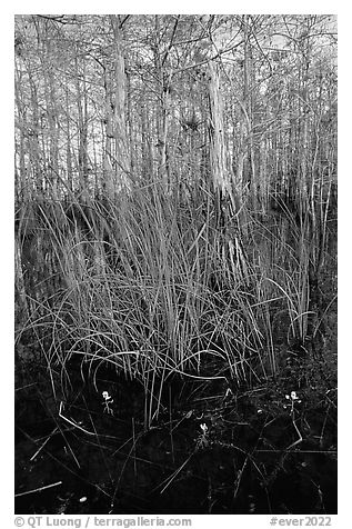 Yellow carnivorous flower and cypress. Everglades National Park (black and white)