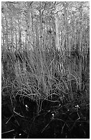 Yellow carnivorous flower and cypress. Everglades National Park, Florida, USA. (black and white)