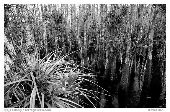 Bromeliad and cypress inside a dome. Everglades National Park, Florida, USA.