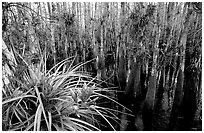 Bromeliad and cypress inside a dome. Everglades National Park, Florida, USA. (black and white)