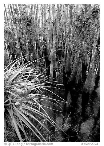 Cypress dome with bromeliad and cypress trees. Everglades National Park (black and white)