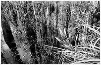 Bromeliad and bald cypress inside a dome. Everglades National Park, Florida, USA. (black and white)