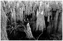 Cypress knees and trunks. Everglades National Park, Florida, USA. (black and white)
