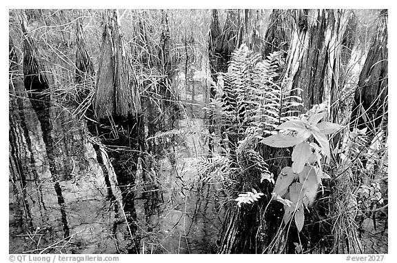 Swamp Ferns (Blechnum serrulatum) on cypress. Everglades National Park (black and white)