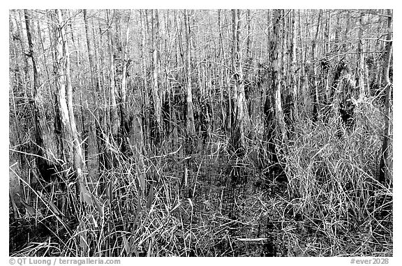 Bald cypress (Taxodium distichum). Everglades National Park, Florida, USA.