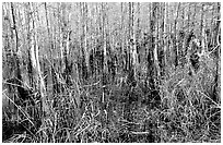 Bald cypress (Taxodium distichum). Everglades National Park, Florida, USA. (black and white)