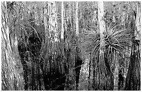 Bromeliad and cypress inside a dome. Everglades National Park, Florida, USA. (black and white)