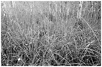 Grasses and pond cypress forest. Everglades National Park, Florida, USA. (black and white)
