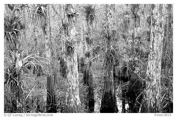 Bromeliad and cypress inside a dome. Everglades National Park (black and white)