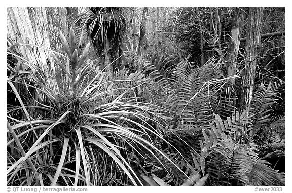 Bromeliad and swamp ferns inside a dome. Everglades National Park (black and white)