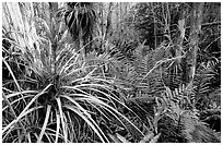 Bromeliad and swamp ferns inside a dome. Everglades National Park ( black and white)