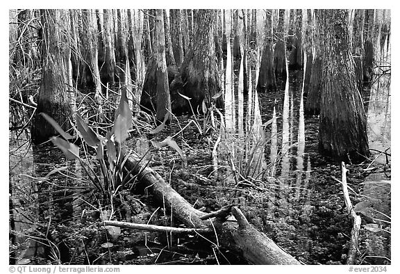 Freshwater marsh environment. Everglades National Park, Florida, USA.