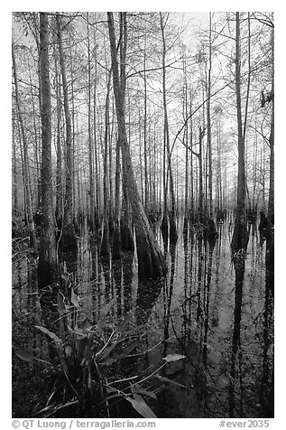 Cypress dome near Pa-hay-okee. Everglades National Park, Florida, USA.