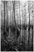 Cypress dome near Pa-hay-okee. Everglades National Park ( black and white)