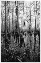 Cypress dome near Pa-hay-okee. Everglades National Park, Florida, USA. (black and white)