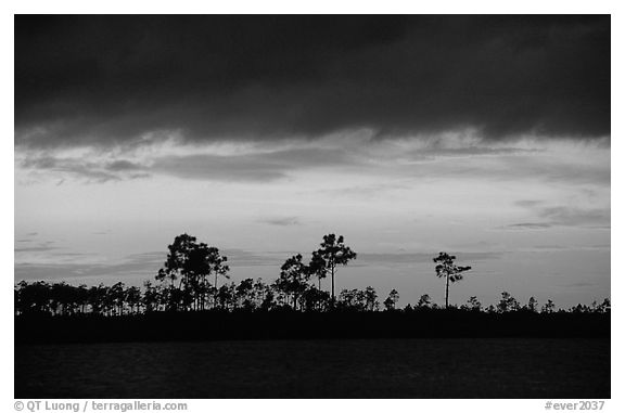 Stormy sunset and pine trees,  Pine Glades Lake. Everglades National Park (black and white)