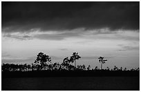 Stormy sunset and pine trees,  Pine Glades Lake. Everglades National Park ( black and white)