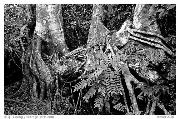 Strangler Fig (Ficus aurea) roots in tropical hardwood hammock. Everglades National Park (black and white)