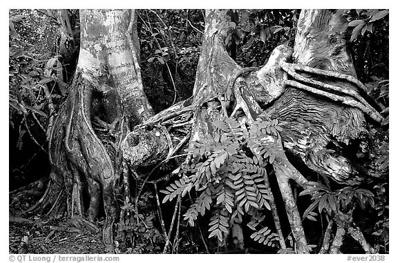 Strangler Fig (Ficus aurea) roots in tropical hardwood hammock. Everglades National Park, Florida, USA.