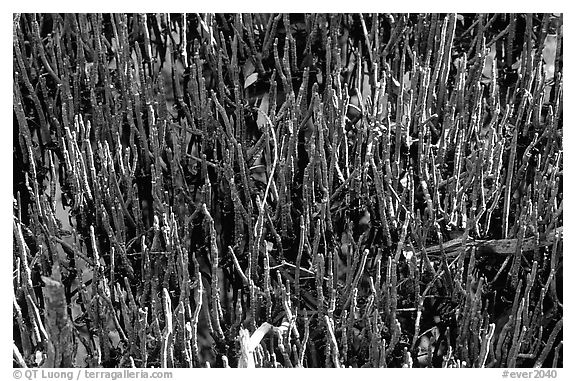 Black Mangrove (Avicennia nitida) breathing tubes. Everglades National Park, Florida, USA.