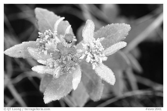 Flower. Everglades National Park, Florida, USA.