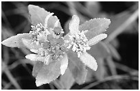 Flower. Everglades National Park ( black and white)