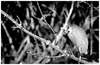 Blue heron. Everglades National Park ( black and white)